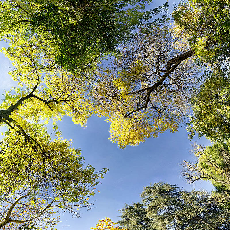 Leafy trees 02